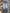 LINE BLUE BOOTCUT