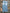 LOOP BLUE BOOTCUT