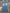 SAND BLUE BOOTCUT