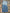 CORE BLUE BOOTCUT